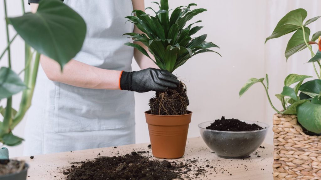 trasplantar plantas de interior