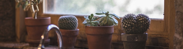 Las mejores macetas para cactus - Alfareria Nuez